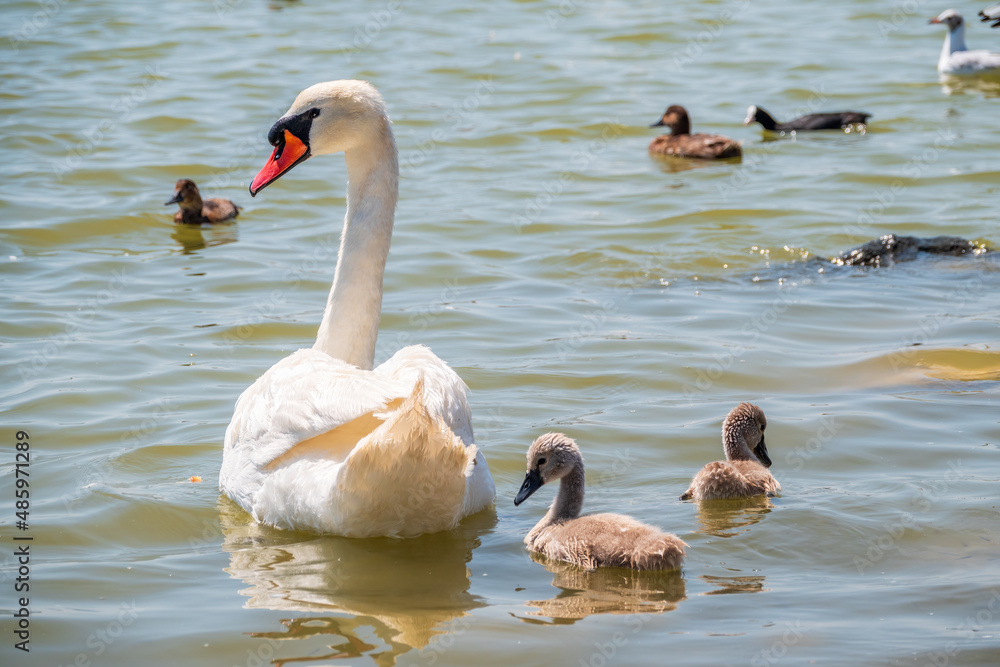 Fototapeta premium A female mute swan, Cygnus olor, swimming on a lake with its new born baby cygnets. Mute swan protects its small offspring. Gray, fluffy new born baby cygnets.