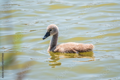 Beautiful baby cygnet mute swan fluffy grey and white chicks. Springtime new born wild swans birds in pond. Young swans swmming in a lake.