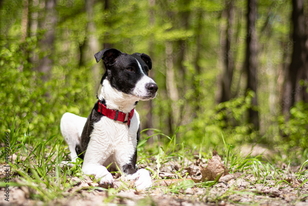 Obedient dog posing in a woodland. Black and white mongrel doggy sitting on green plants in spring. Selective focus on the details, blurred background. Obedient dog posing in a woodland. Black and white mongrel doggy sitting on green plants in spring. Selective focus on the details, blurred background.