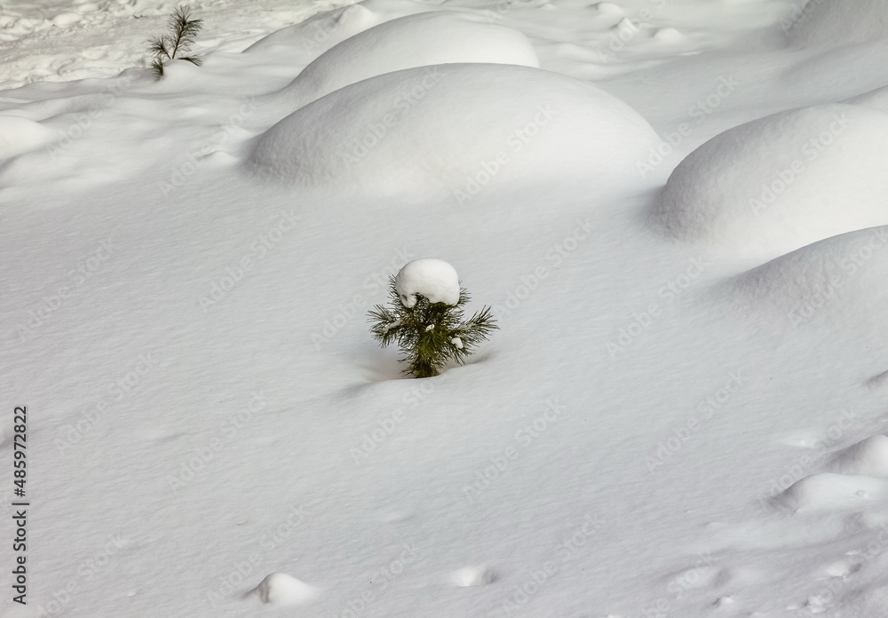 Obraz premium A small pine tree in close-up against the background of snow in the forest in winter