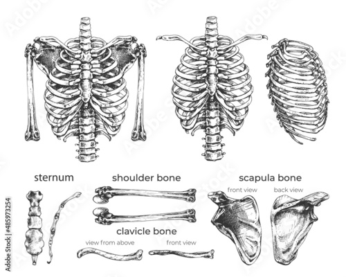 485_human ribcage, bones, set_human chest, shoulder, scapula, rib cage, clavicle, bone outline, title, anatomy, skeleton illustration set,