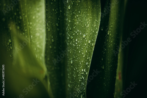 Fényképezés Leaf with dew