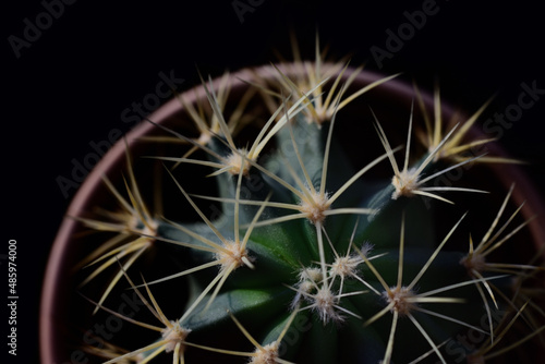 A small green prickly cactus with long spines, in a baked clay flower pot, against a dark background from above