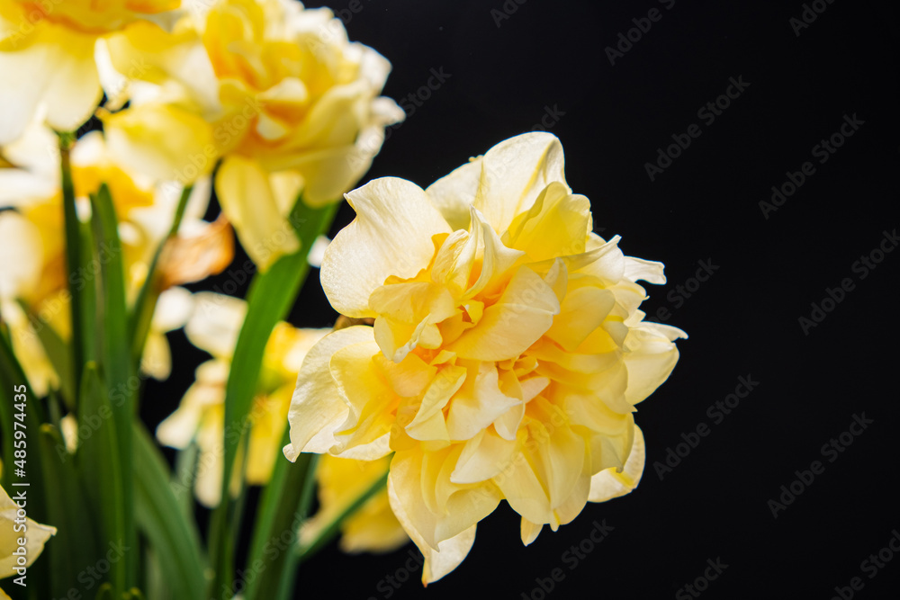 Daffodils in the glass vase Daffodils in the glass vase