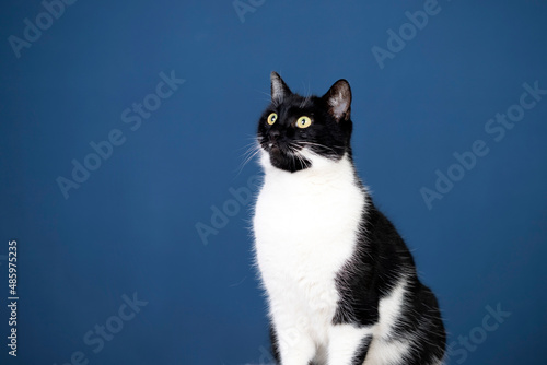 Black and white cat on blue background, funny cat