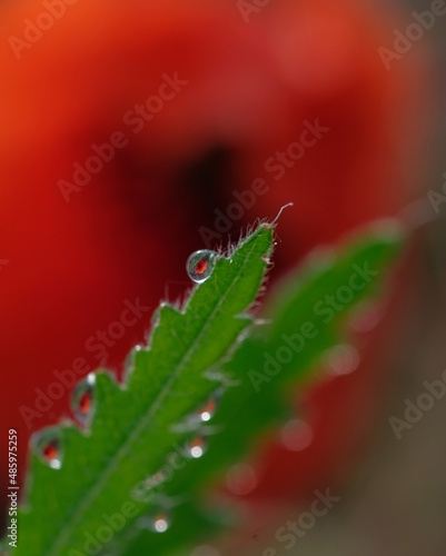 Dew drops on carved green poppy leaves