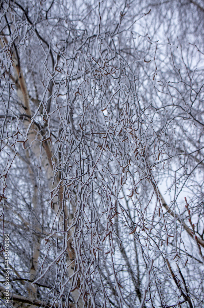 Tree branches covered with snow in cloudy weather Tree branches covered with snow in cloudy weather