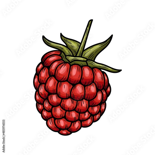 Hand drawn vector raspberry. Doodle of colorful raspberries on a white background. 