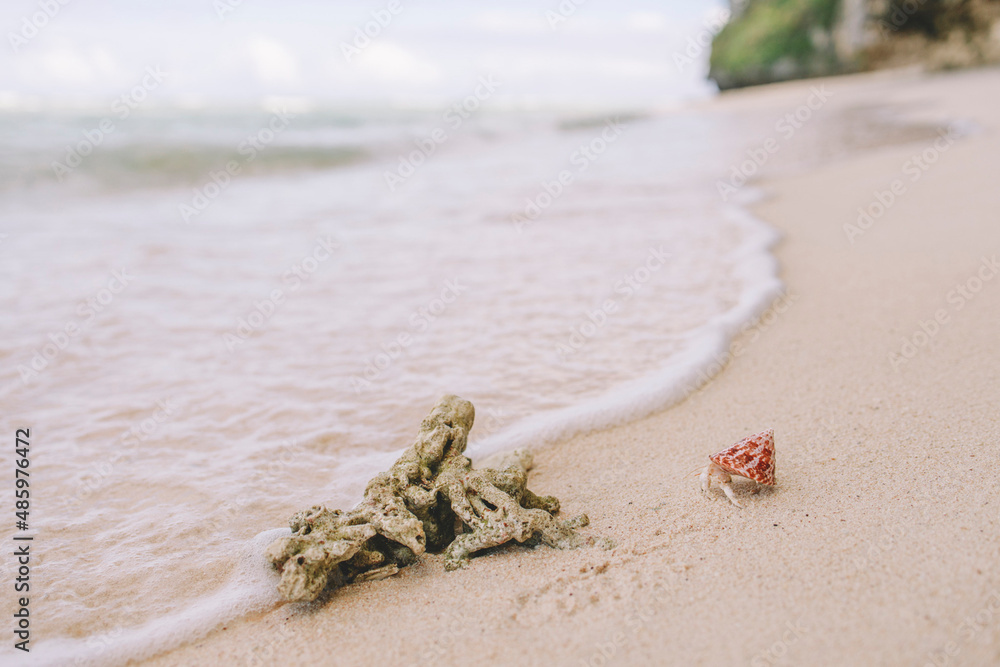 sea, beach, vacation, cancer, shell, summer, resort, sand, sea sand sea, beach, vacation, cancer, shell, summer, resort, sand, sea sand