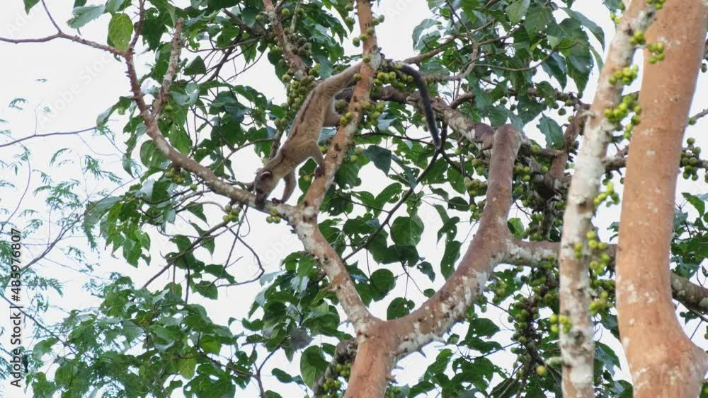 Small-toothed Palm Civet Arctogalidia trivirgata climbing down and going up to the left ready to cross to another branch, Khao Yai National Park, Thailand. Small-toothed Palm Civet Arctogalidia trivirgata climbing down and going up to the left ready to cross to another branch, Khao Yai National Park, Thailand.