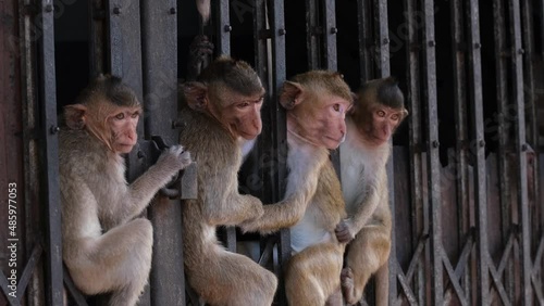 Long-tailed Macaque, Macaca fascicularis an individual licking and biting the iron then goes in the gate while the other three monkeys look around a while sitting in between, Lop Buri, Thailand. photo