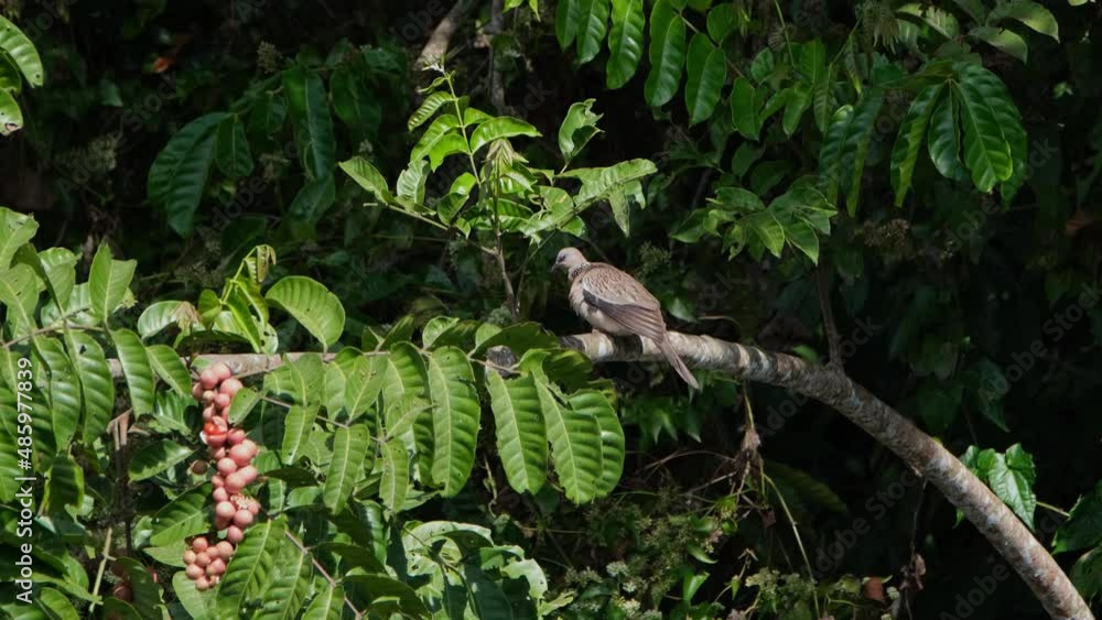 Spotted Dove, Spilopelia chinensis raising its left wing to expose to