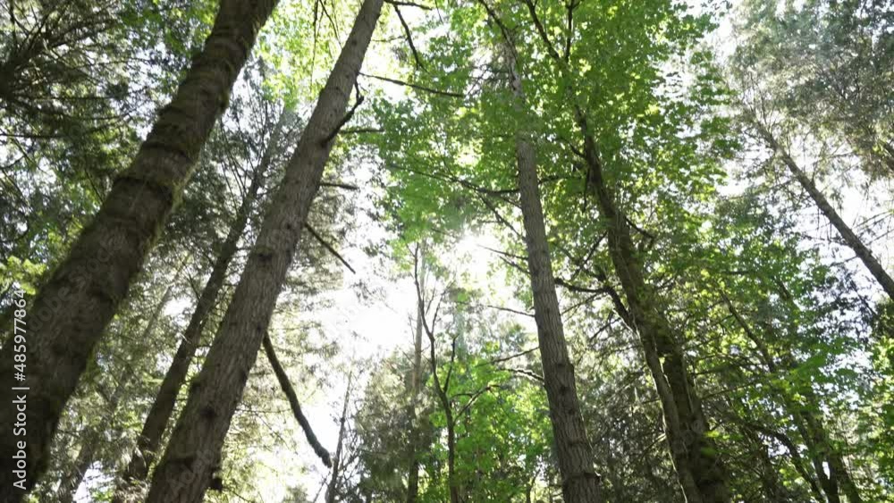 Tree shot in woods panning down to girl walking on trail Tree shot in woods panning down to girl walking on trail