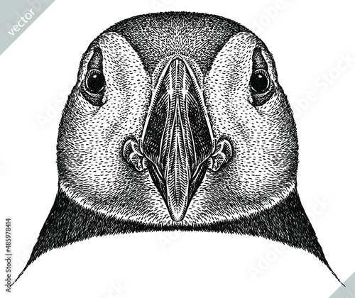 black and white engrave isolated puffin vector illustration