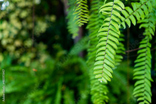 fern leaves with copy space