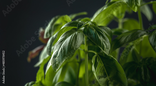 Fresh green fragrant basil with beautiful juicy leaves closeup on a dark background