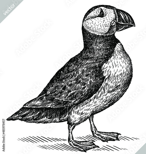black and white engrave isolated puffin vector illustration