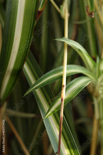 Chlorophytum leaves close-up.