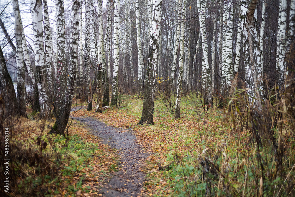 A noticeable path among fallen leaves in an autumn birch grove A noticeable path among fallen leaves in an autumn birch grove
