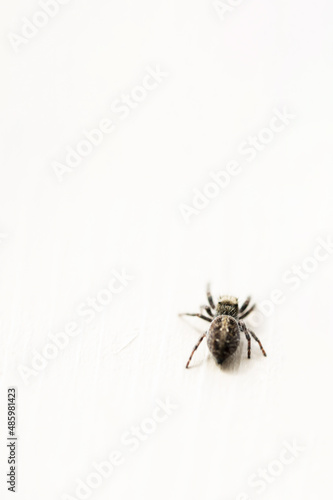 spider on a white background © Amy Lynn Grover