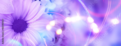Delicate floral blurred background in purple. Flower close-up, blurred bokeh
