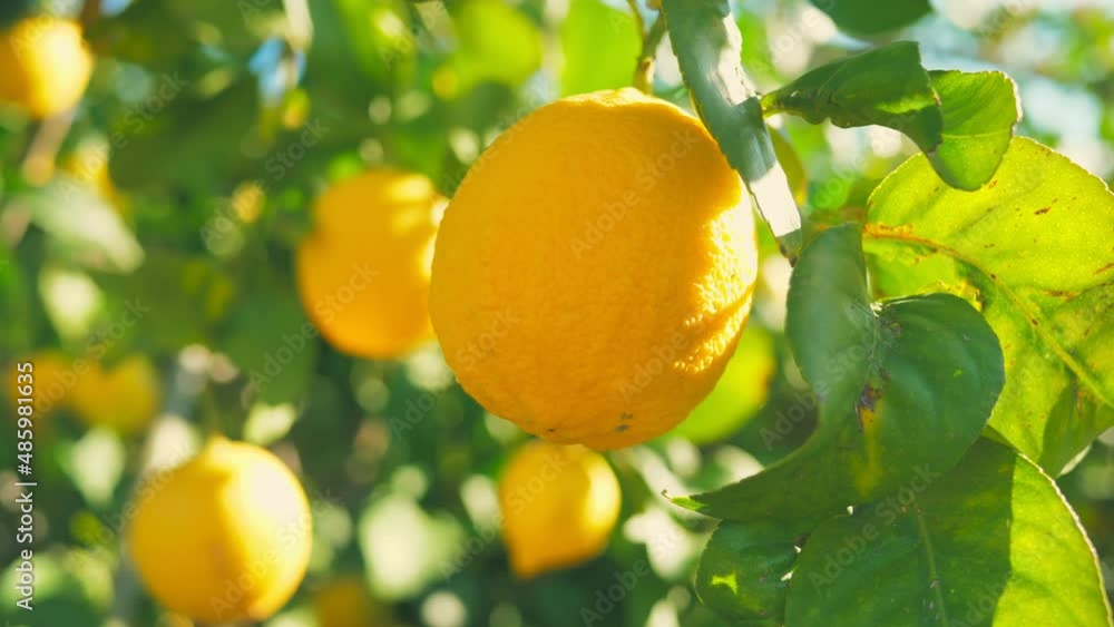 Citrus lemon juice tree branch fresh yellow garden green