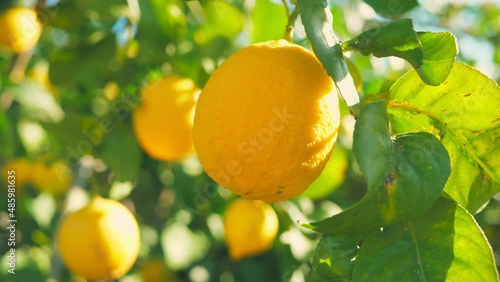 Citrus lemon juice tree branch fresh yellow garden green