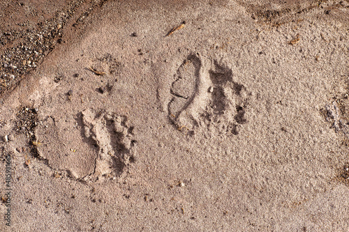 Fotografie Bear footprints on the sand trail