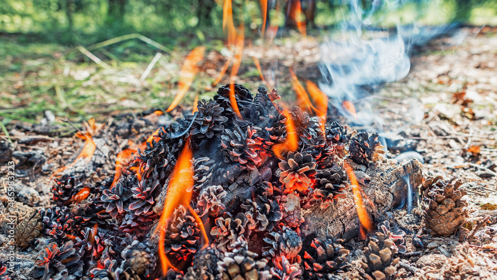 A Campfire made of pine cones in the forest. Cones burning and smoking, close-up with blurred background
