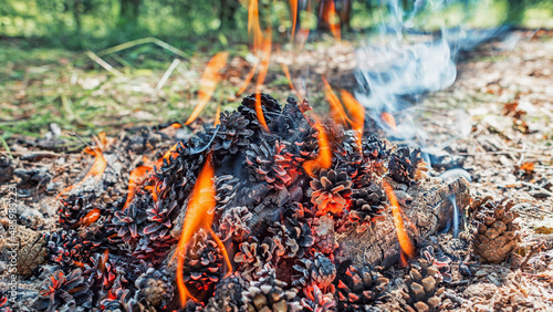 Obraz na płótnie A Campfire made of pine cones in the forest. Cones burning and smoking, close-up with blurred background w salonie