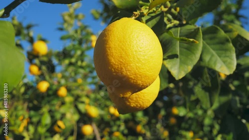 Citrus lemon juice tree branch fresh yellow garden green
