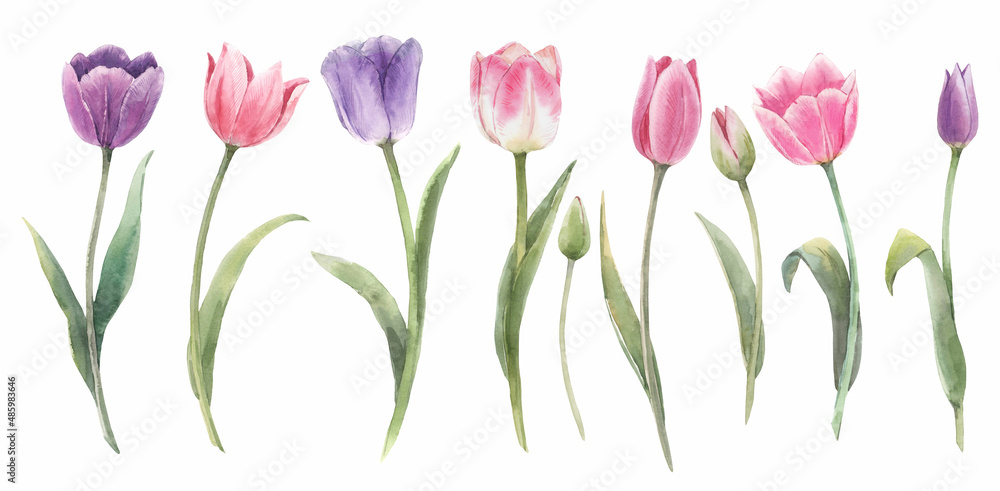 Beautiful floral set with watercolor spring tulip flowers. Stock illustration. - obrazy, fototapety, plakaty 