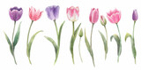 Beautiful floral set with watercolor spring tulip flowers. Stock illustration.
