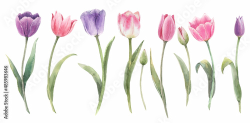 Beautiful floral set with watercolor spring tulip flowers. Stock illustration. #485983646