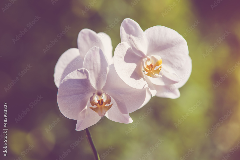 White Orchid branch on green natural background
White Orchid branch on green natural background