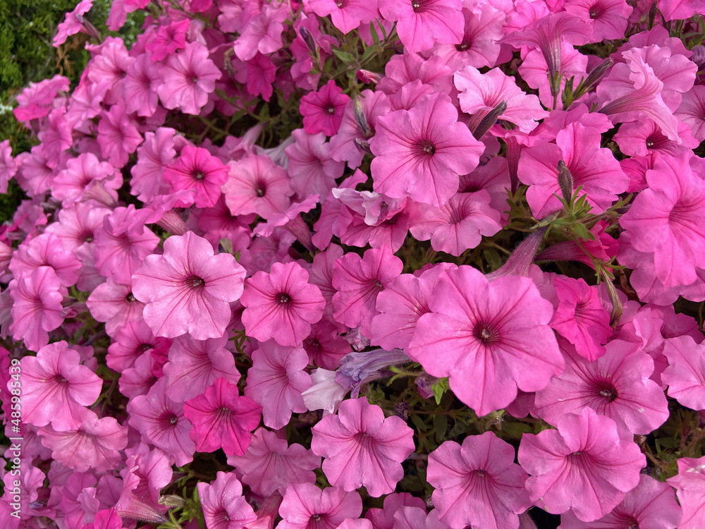 many beautiful pink petunia flowers outdoors background
