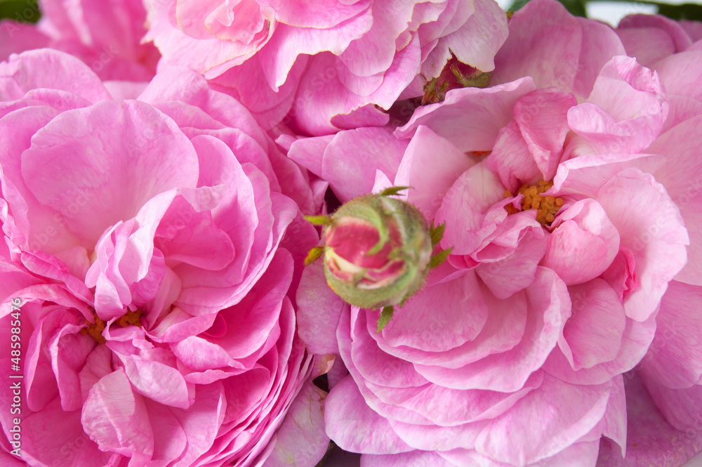 Obraz premium Beautiful fresh pink roses bunch isolated background