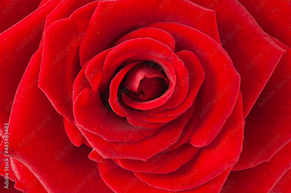 Beautiful fresh red rose background Beautiful fresh red rose background