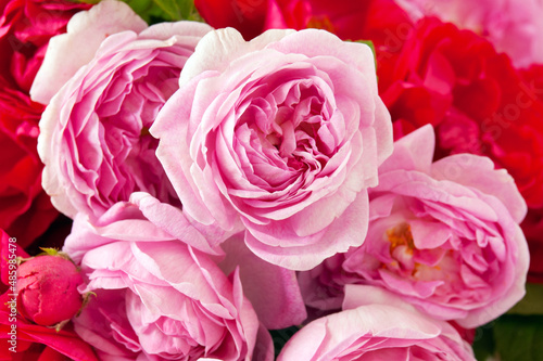 Beautiful fresh pink roses bunch isolated  background
