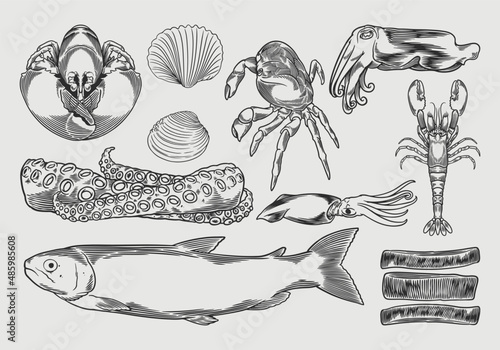 Seafood drawing set vector ...