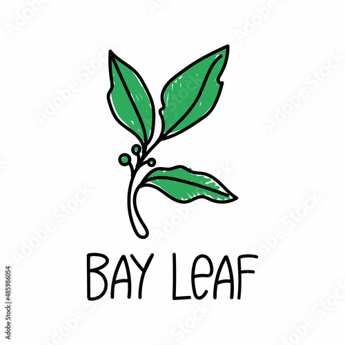 bay leaf, drawn element in doodle style. Packaging design template logo and emblem - herbs and spices - laurel leaf. Logo in a fashionable linear style.