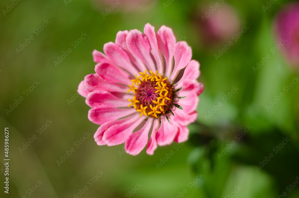 Purple petals of Zinnia flower on the background of green leaves. The alluring nectar of the flower attracts bees Purple petals of Zinnia flower on the background of green leaves. The alluring nectar of the flower attracts bees