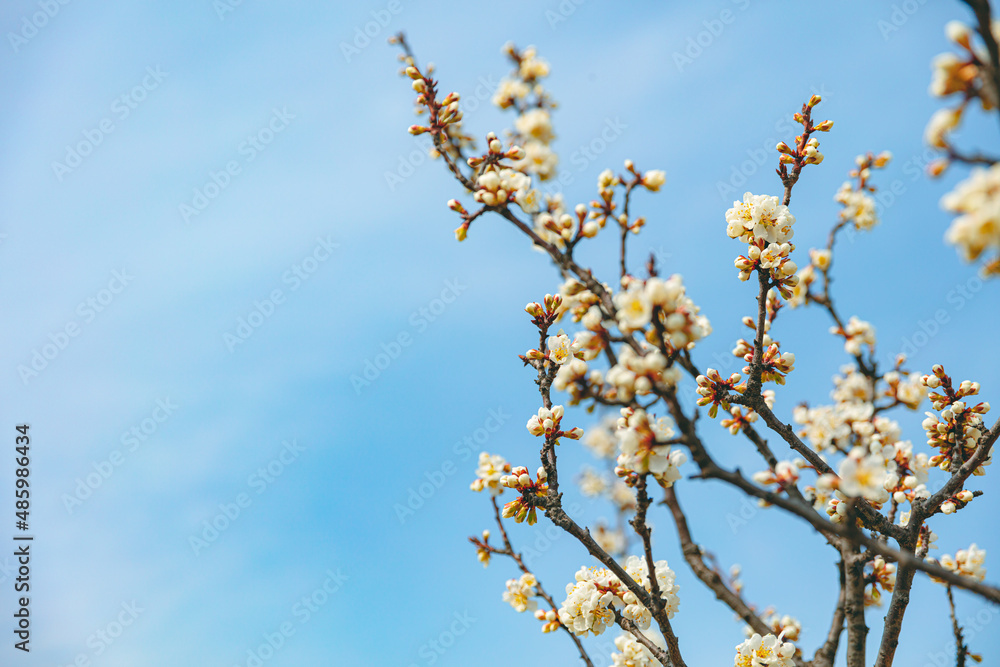 The first flower that heralds spring has bloomed The first flower that heralds spring has bloomed