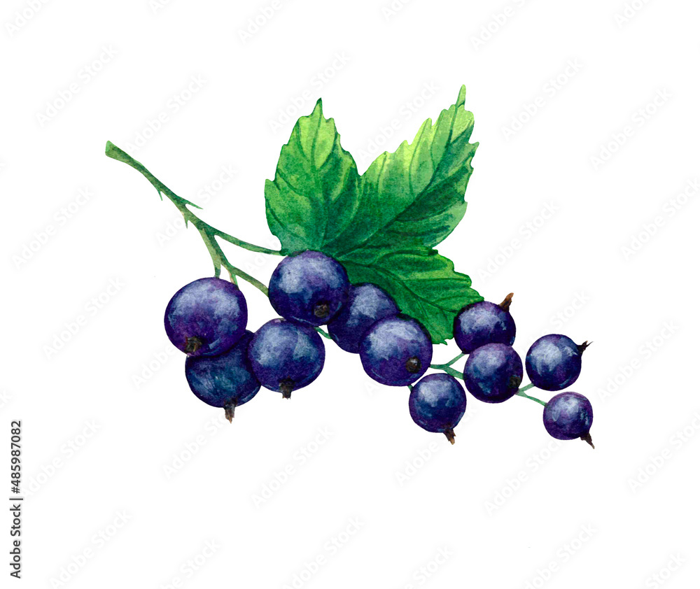 Black currant bunch with a green leaf on a stem, painted in watercolor, isolated on a white background.