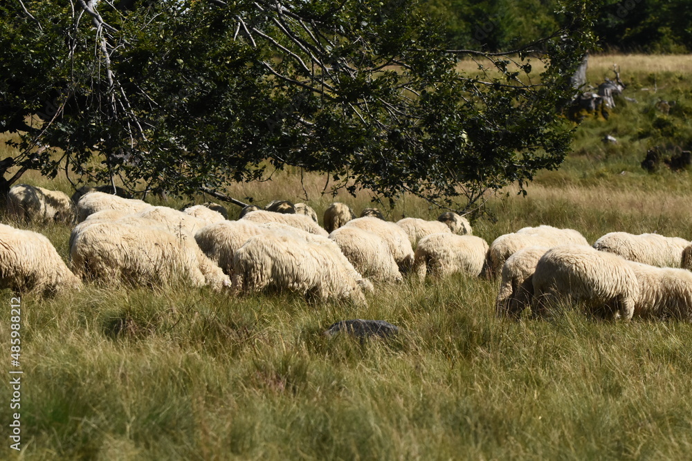 Fototapeta premium A herd of sheep grazing in pastures in Romania. Mountainous pastures with green grass. Driving the herd into the valley to milk and shear wool.