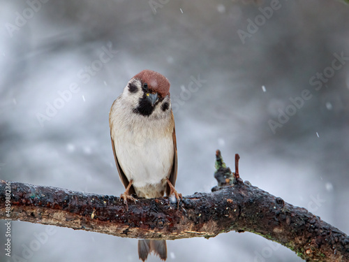 Lone sparrow on a branch under the snow