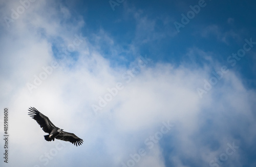 Bald eagle soaring in blue sky