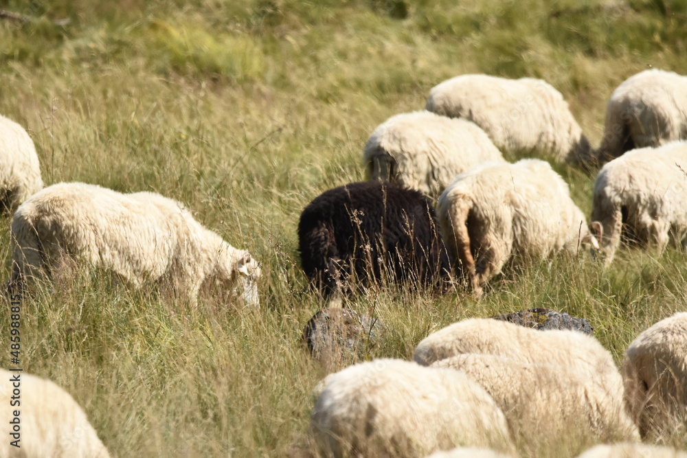 A herd of sheep grazing in pastures in Romania. Mountainous pastures with green grass. Driving the herd into the valley to milk and shear wool. A herd of sheep grazing in pastures in Romania. Mountainous pastures with green grass. Driving the herd into the valley to milk and shear wool.