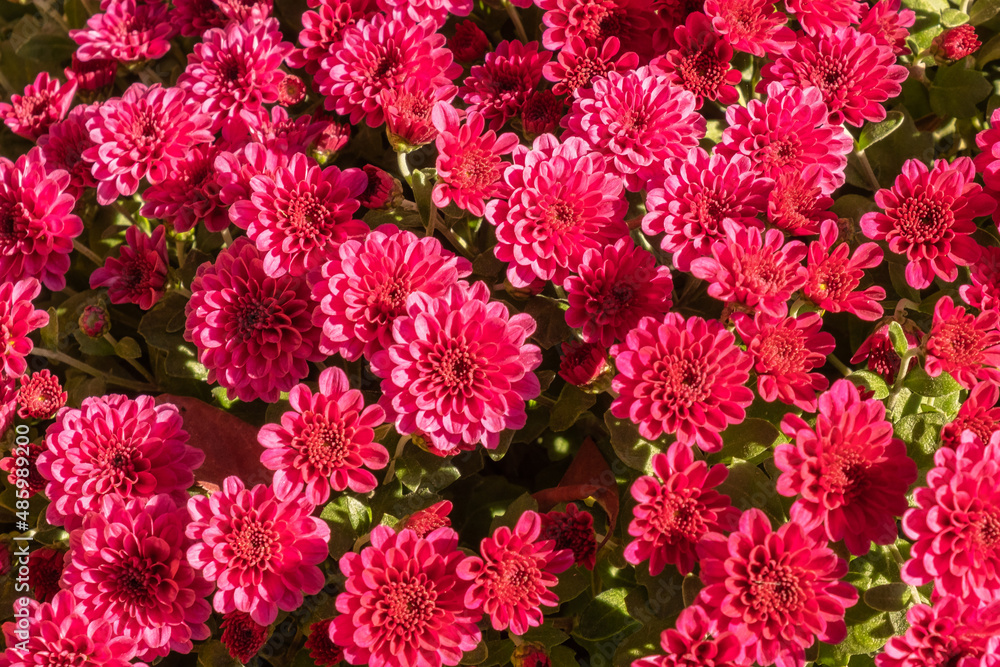 Cover of purple chrysanthemum. Flower fields in the garden. Nature floral background, macro. Cover of purple chrysanthemum. Flower fields in the garden. Nature floral background, macro.