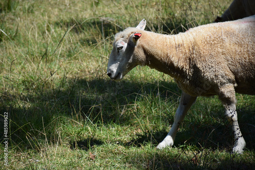 A grazing sheep walks through a summer field photo